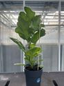 Afbeelding van Aubergine TP23 cm